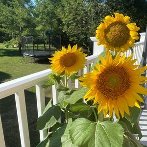 Meet your Posher, Hien